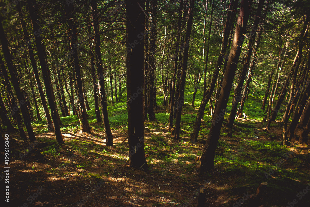 Obraz premium Trail in the Carpathian mountains of Ukraine. green Forest. walk in the woods
