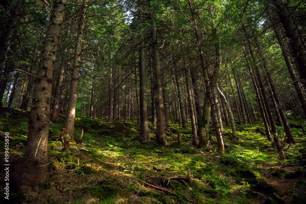 Trail in the Carpathian mountains of Ukraine. green Forest. walk in the woods Trail in the Carpathian mountains of Ukraine. green Forest. walk in the woods