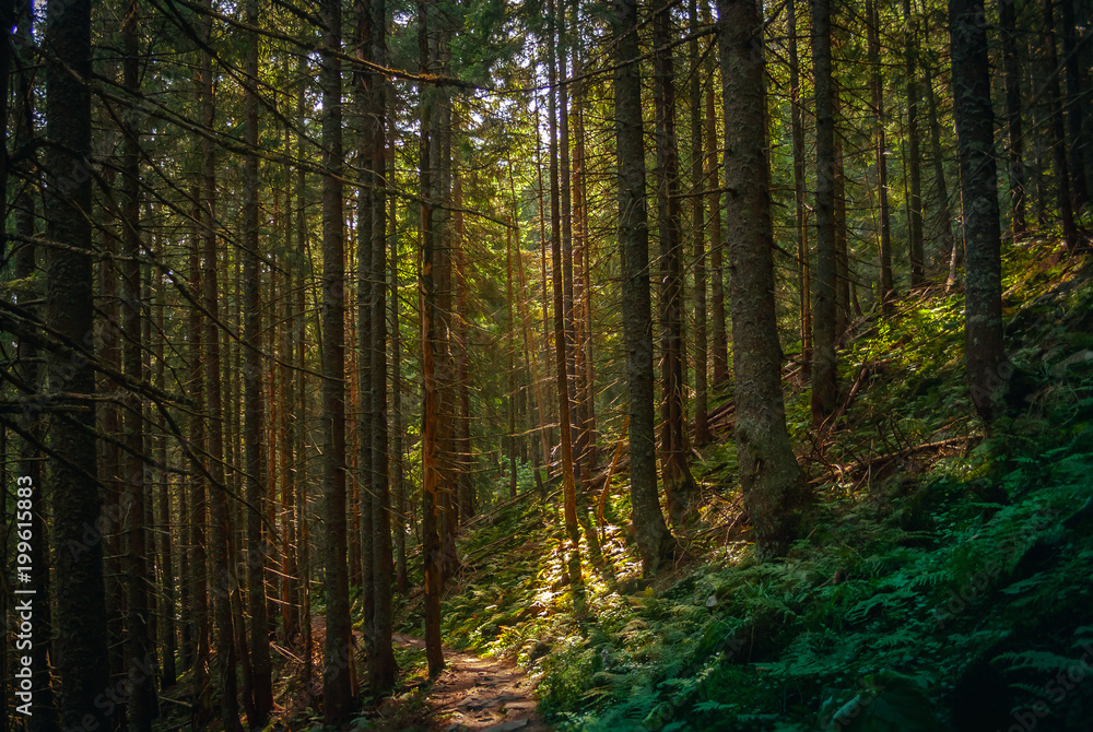 Trail in the Carpathian mountains of Ukraine. green Forest. walk in the woods