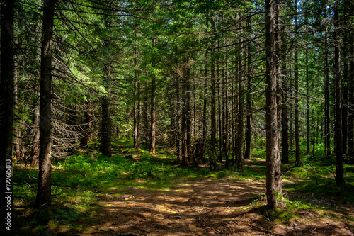 Trail in the Carpathian mountains of Ukraine. green Forest. walk in the woods