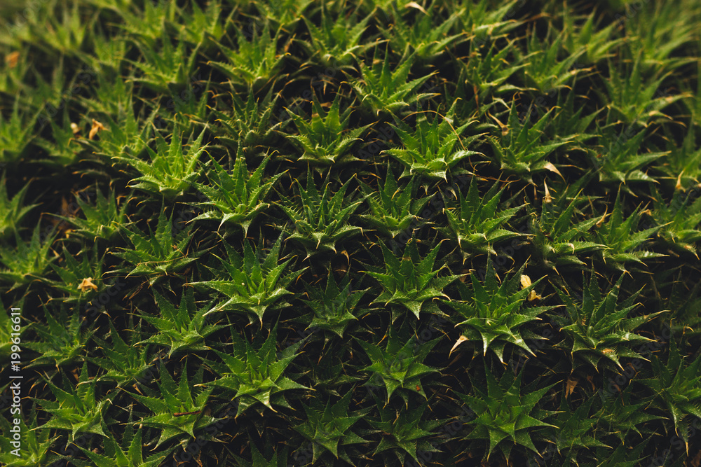 Texture from cactus Texture from cactus