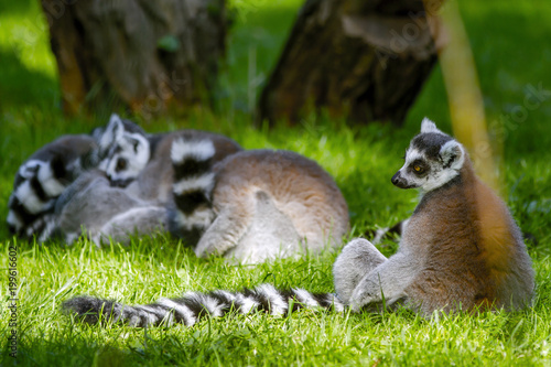 Lemur monkey family on green grass in sunny summer day. © notistia