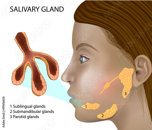 Salivary Gland Structure. Histology of salivary glands. Structure and cellular composition of mature salivary glands. photo