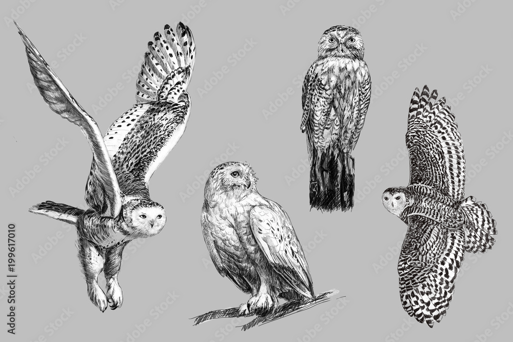 Obraz premium Czarno-biały szkic odręczny, rysunek sowy śnieżnej