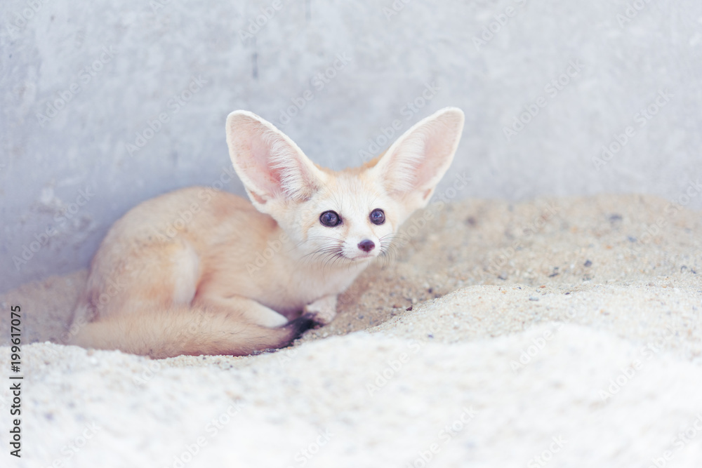 Fototapeta premium A fennec fox awares danger around.