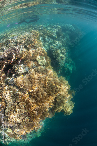 Snorkeler at Edge of Reef Drop Off in Raja Ampat