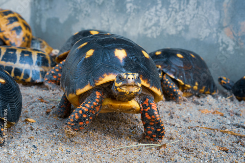 Red Foot turtle photo