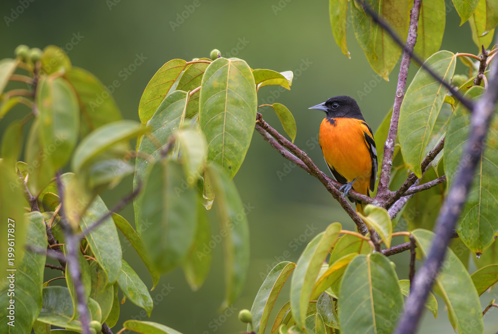 Northern Oriole - Icterus galbula, beautiful orange oriole from Central America forest, Costa Rica. Northern Oriole - Icterus galbula, beautiful orange oriole from Central America forest, Costa Rica.