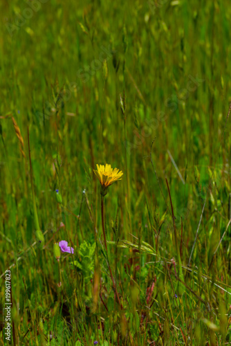 Single yellow flower in a field