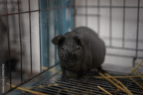 Hairless Cavy is eating the food.