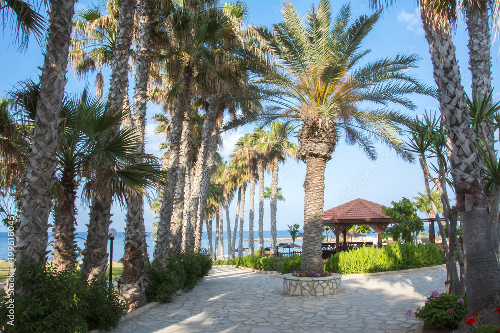 Palm alley in Protaras, Cyprus