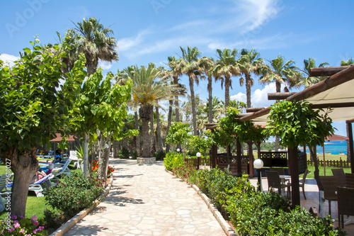 Palm alley in Protaras, Cyprus