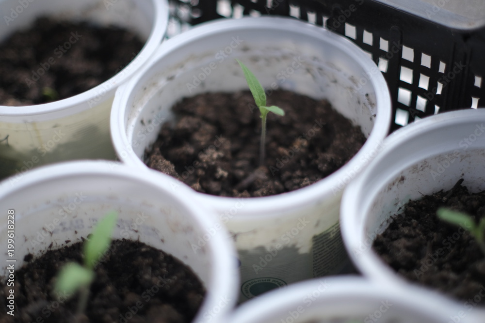 Seedlings of plants in pots Seedlings of plants in pots
