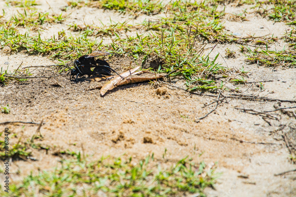 Fototapeta premium UBATUBA - NATURE - BRAZIL