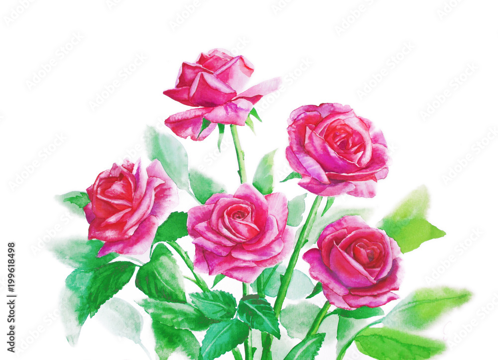 Pink roses in a bouquet on a white background - watercolor painting Pink roses in a bouquet on a white background - watercolor painting
