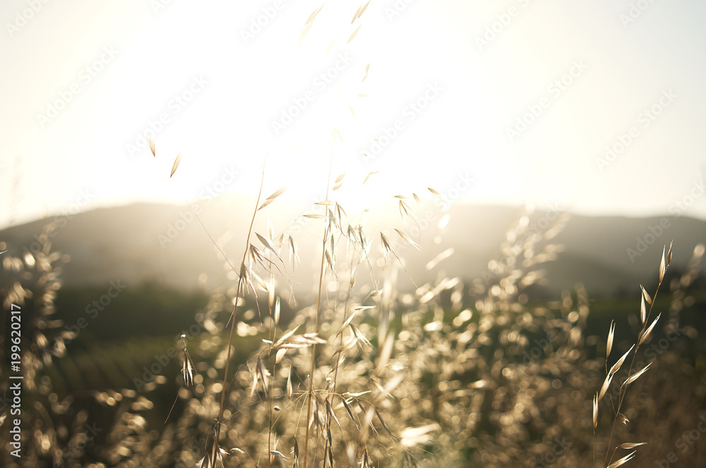 Obraz premium Hora dorada con trigo en el sol, imagen potente limpia y calida