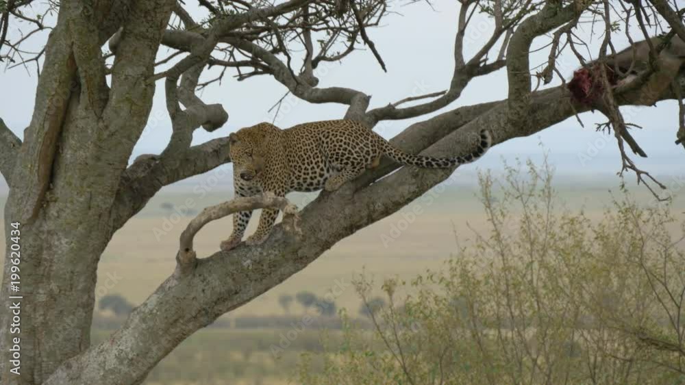 Leopard standing on a branch near a carcass Leopard standing on a branch near a carcass