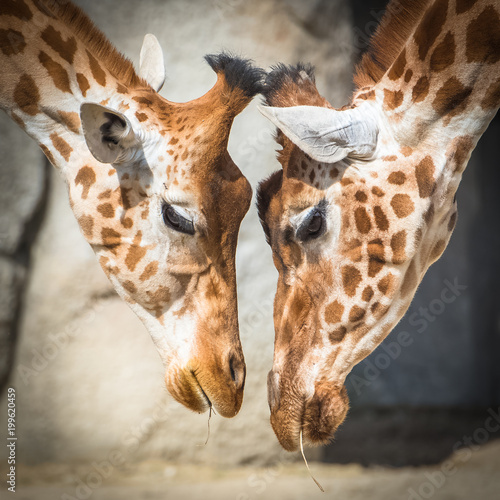 Canvas Print Giraffes, mother and baby giraffe, love