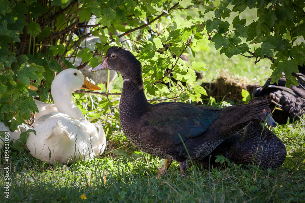 White and black duck in the background of green leaves White and black duck in the background of green leaves