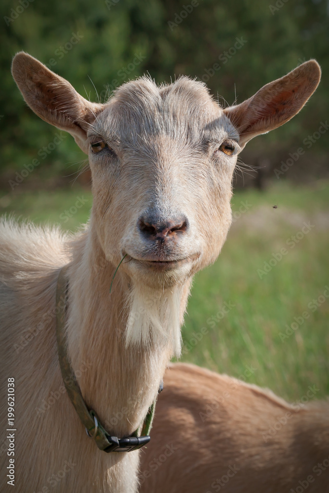 Portrait of very nice goat with a beard