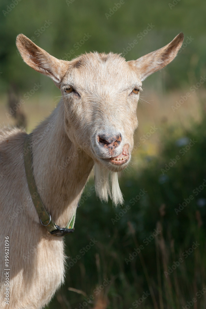 The goat's portrait and her funny grimace The goat's portrait and her funny grimace