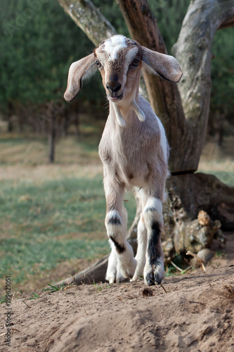 Anglo-Nubian goatling with big ears stands on a hill