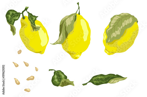 Fototapeta Naklejka Na Ścianę i Meble -  Set with 3 juicy lemon fruits, leaves and seeds in graphic colored design vector drawing