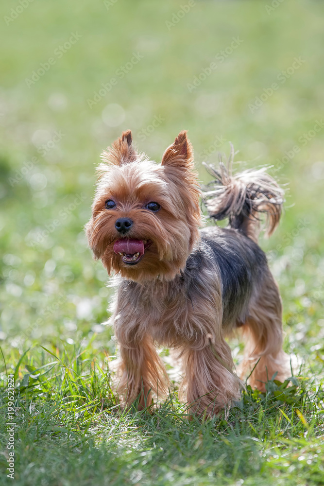 Yorkshire Terrier poses in the grass Yorkshire Terrier poses in the grass