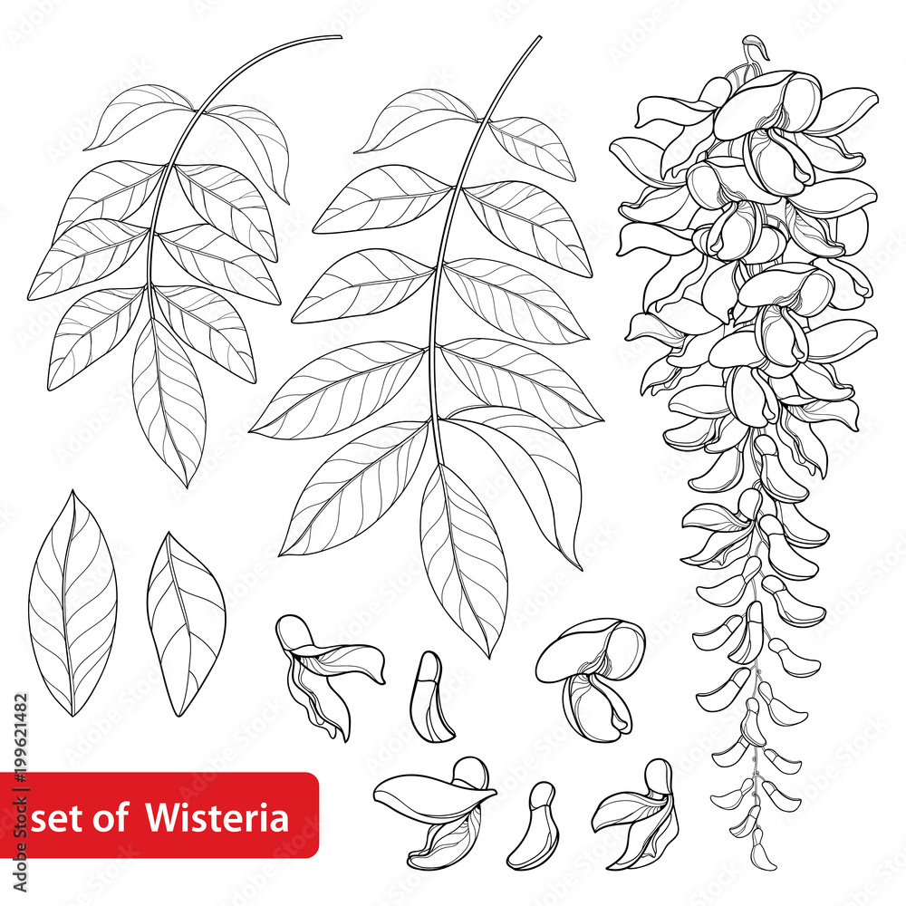 Vector set of outline Wisteria or Wistaria flower bunch, bud and leaves in black isolated on