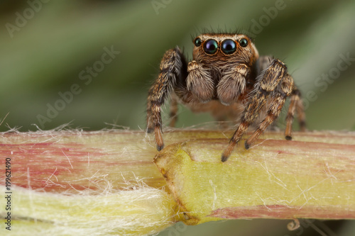 Jumping spider walking on a plant stem 