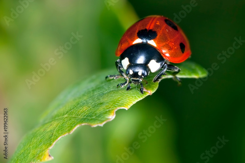 Little Ladybug on the green leaf