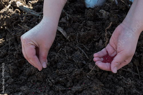 Young peasant woman planting seeds of carrots, radishes and beets in a warm black earth. Warm spring sunny day is good time for planting. Social assistance to farmers. Close-up view hands