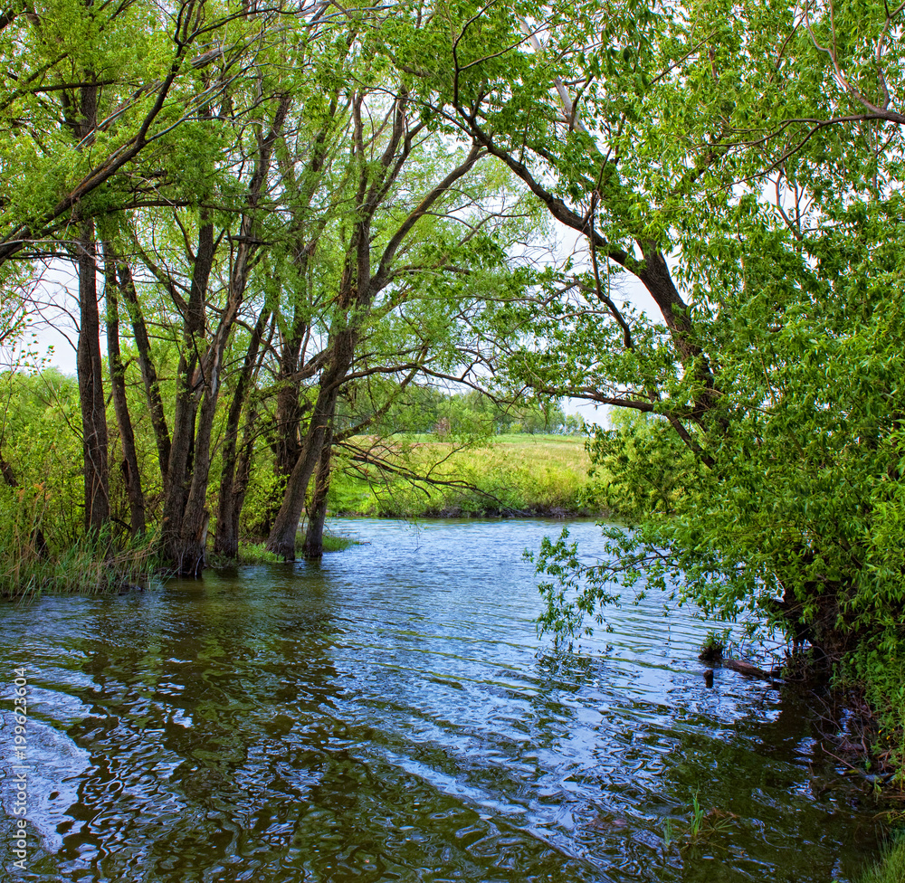 Landscape in nature with trees