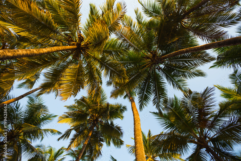 Green palm trees against the blue sky Green palm trees against the blue sky