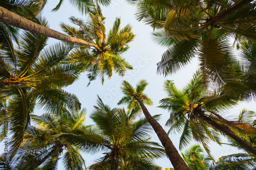 Green palm trees against the blue sky