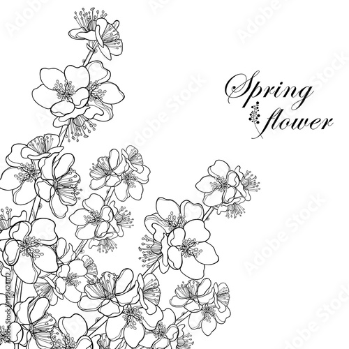 Vector corner bouquet with outline blooming Apricot flower bunch in black isolated on white background. Ornate blossom branch of Apricot flowers in contour style for spring design and coloring book.