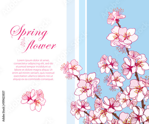 Vector corner bouquet with outline blooming Apricot flowers bunch on the blue background. Ornate blossoming branch of Apricot flower in pastel pink in contour style for spring design.