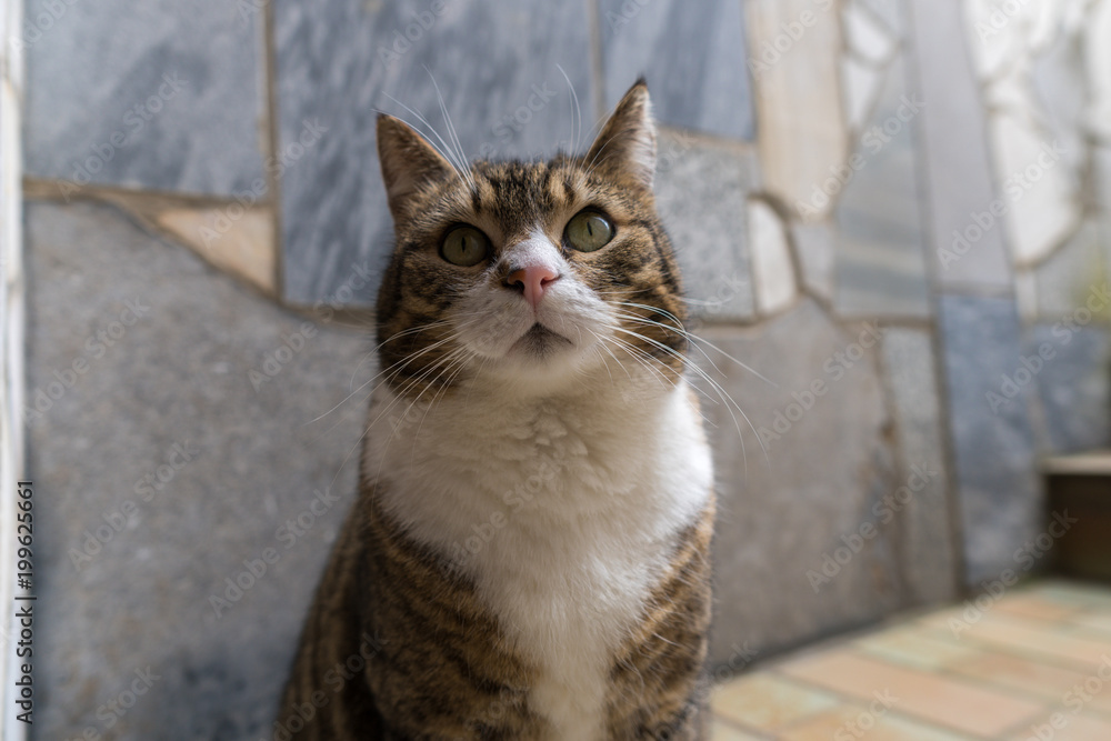 Obraz premium Süße Katze Portrait