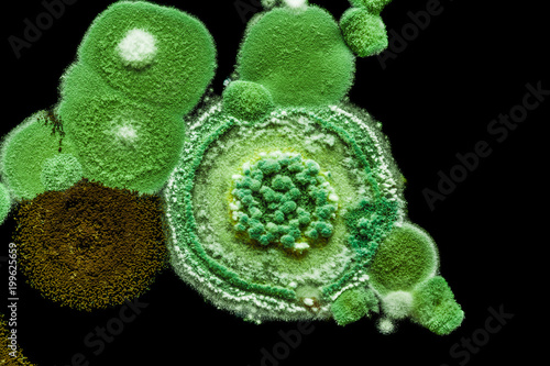 green yellow round fungal mold on a heterogeneous black surface, macro abstract background