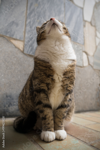 Fototapeta Naklejka Na Ścianę i Meble -  Hochnäsige Katze zeigt Hals und Bauchfell