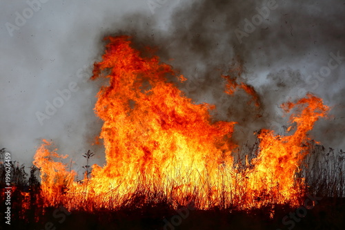 Wallpaper Mural The fire of large areas of dry grass in the meadow can turn into a terrible tragedy as if it got close to residential houses. Torontodigital.ca