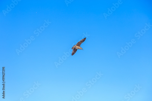 gulls flying against the blue sky