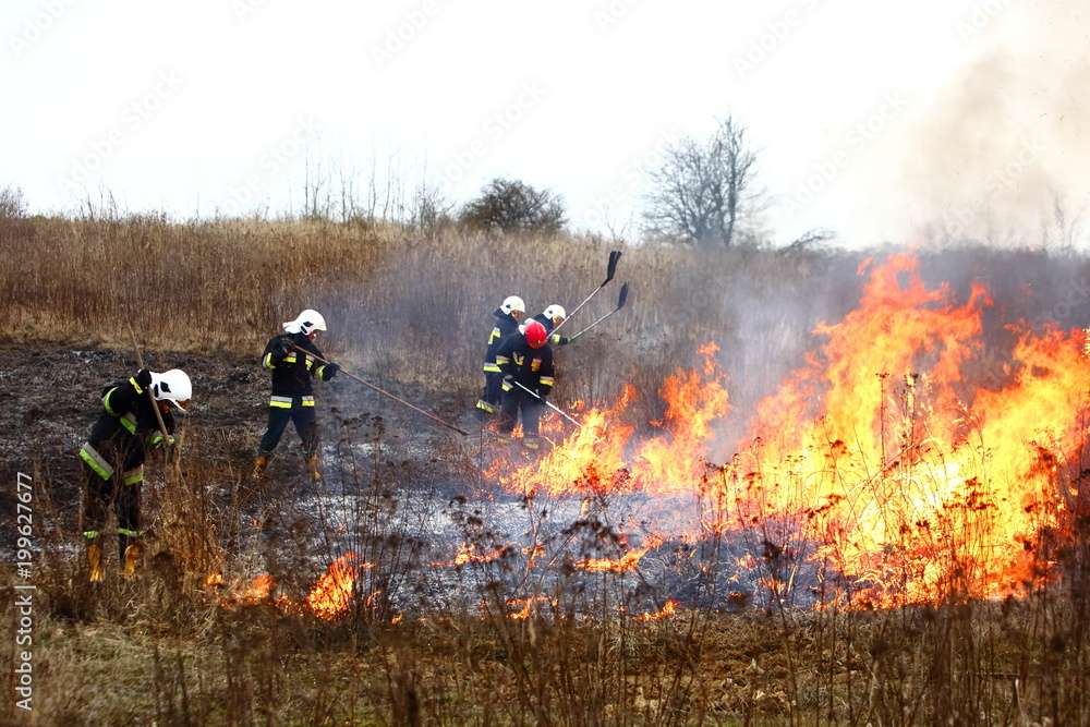 Fototapeta premium Guard during fire fighting on dry meadows.