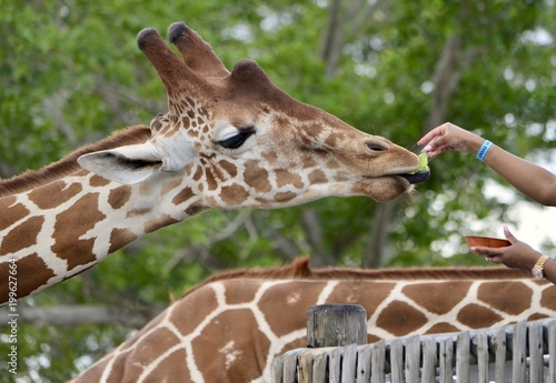 A female giraffe snacking on a piece of lettuce being hand fed to her by a visitor to an outdoor African animal exhibit at a southeastern florida zoo.