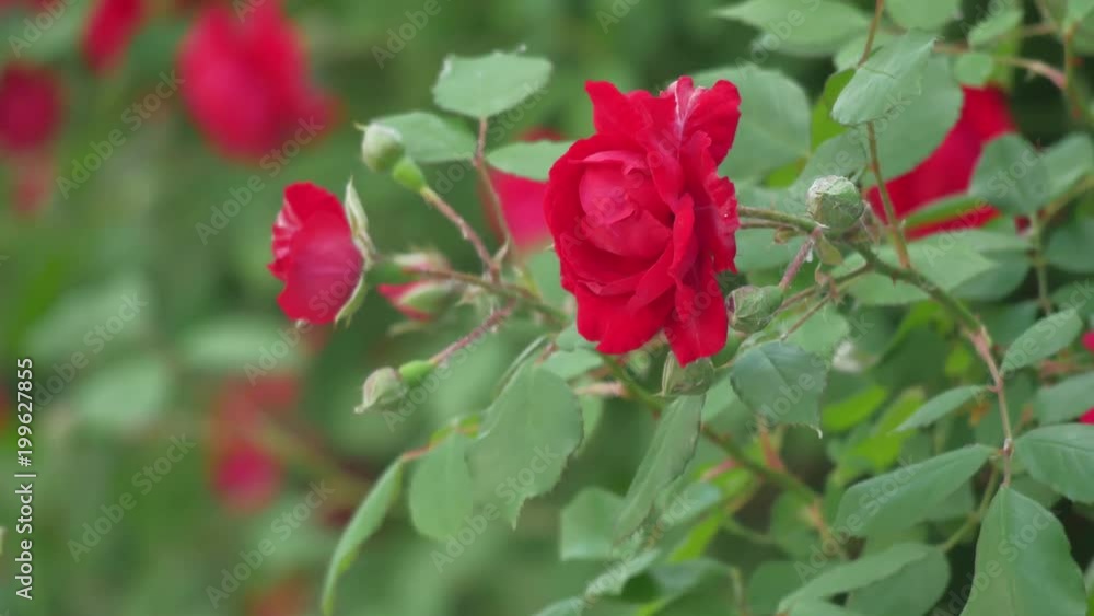Flowers of dog-rose (rosehip) growing in nature bush Flowers of dog-rose (rosehip) growing in nature bush