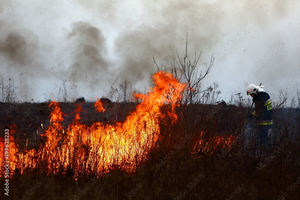 Obraz premium Guard during fire fighting on dry meadows.