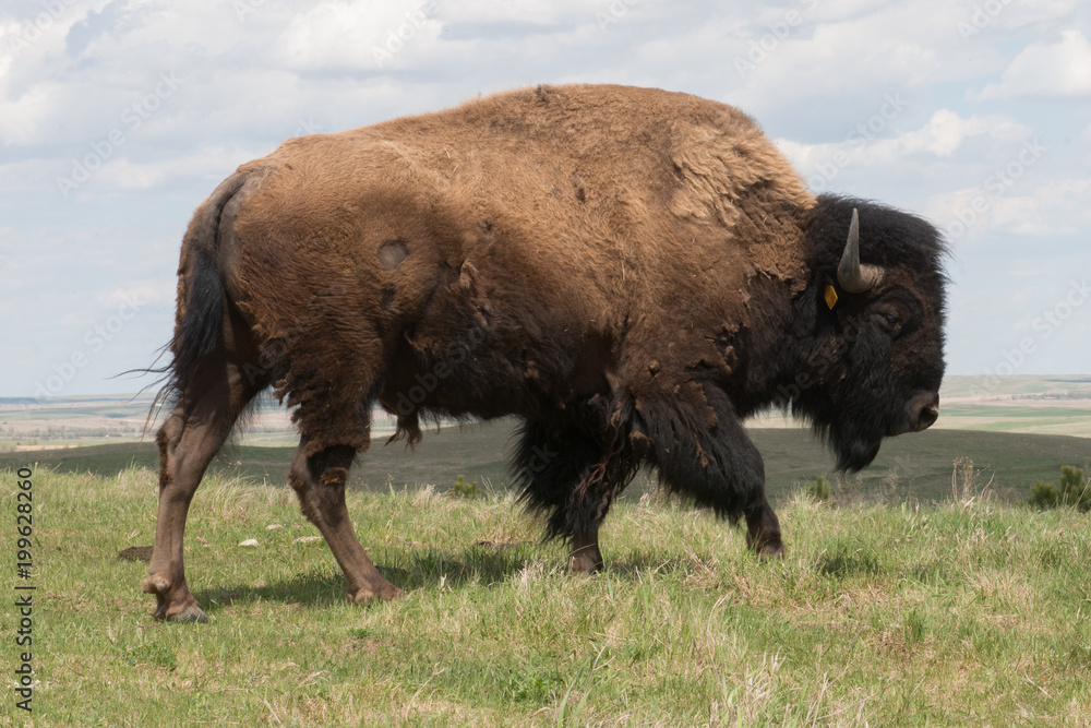 Buffalo in the wild Buffalo in the wild
