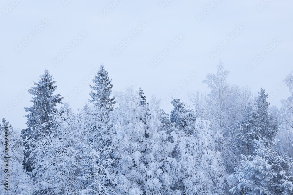 Trees covered in frost snow nature winter scene Trees covered in frost snow nature winter scene