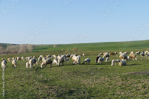 sheep and lambs grazing in the pasture,
