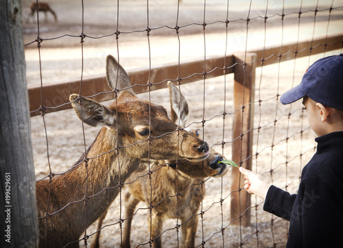 A boy feeds a deer in a zoo